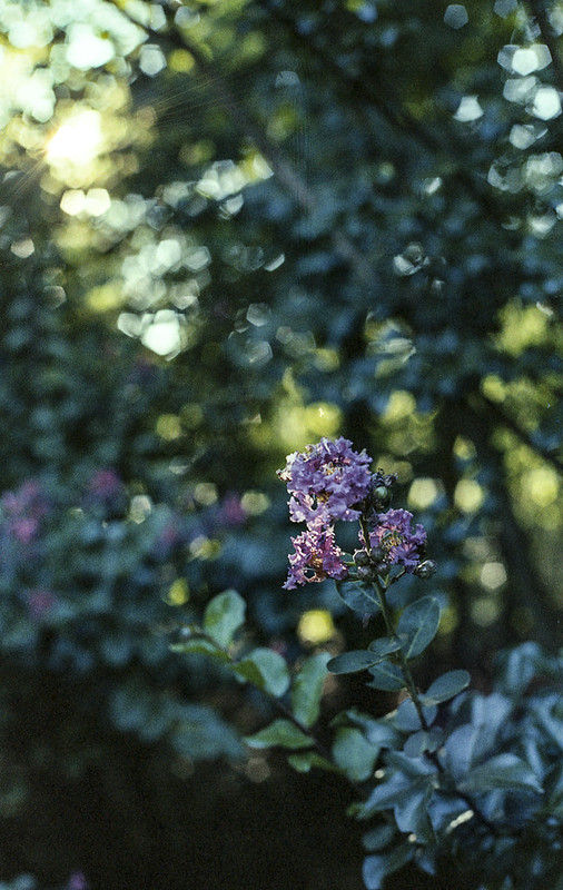 Canon AE1 Program