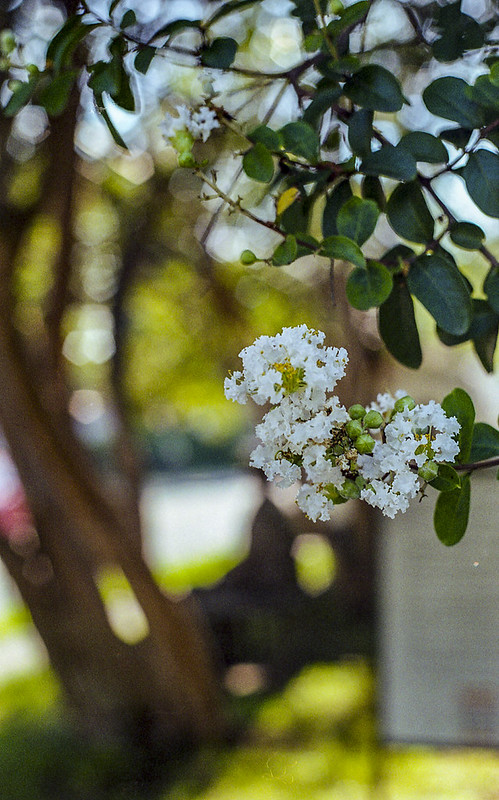 Canon T70