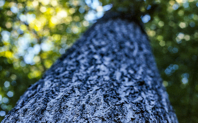 Canon AE1 Program