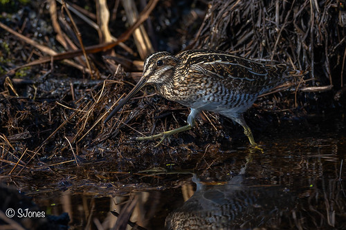 Wilson's Snipe | by Gf220warbler