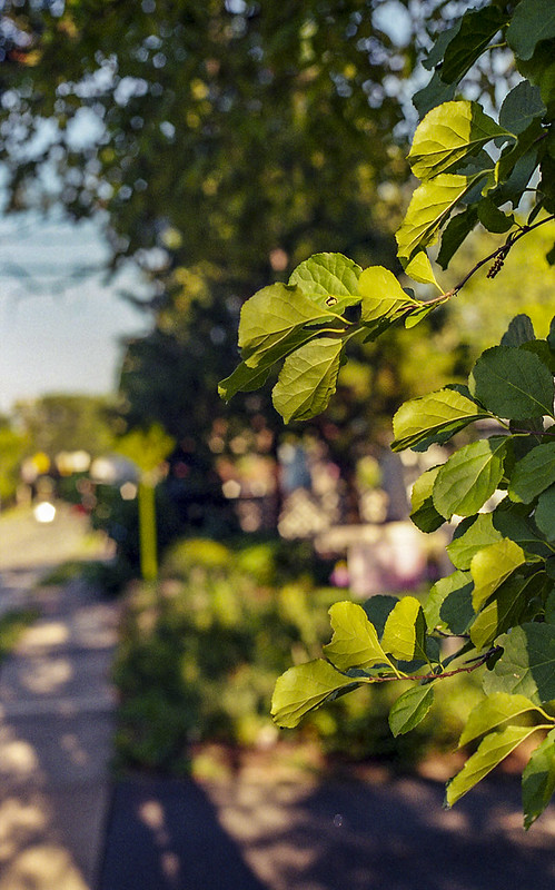 Canon T70