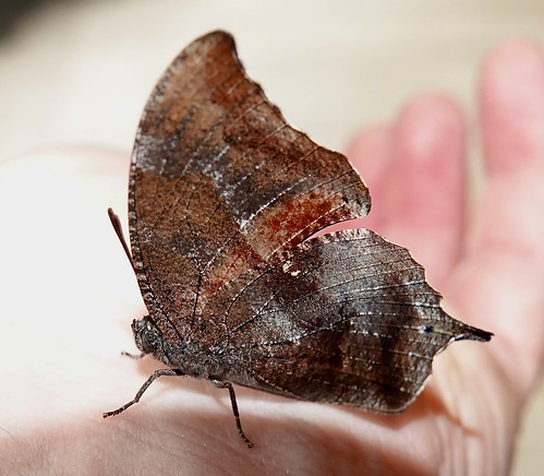 (Nymphalidae: Charaxinae) Memphis perenna ssp. austrina, Leafwing Butterfly, Restaurante Mirador Guaycapi | by Seth Ausubel