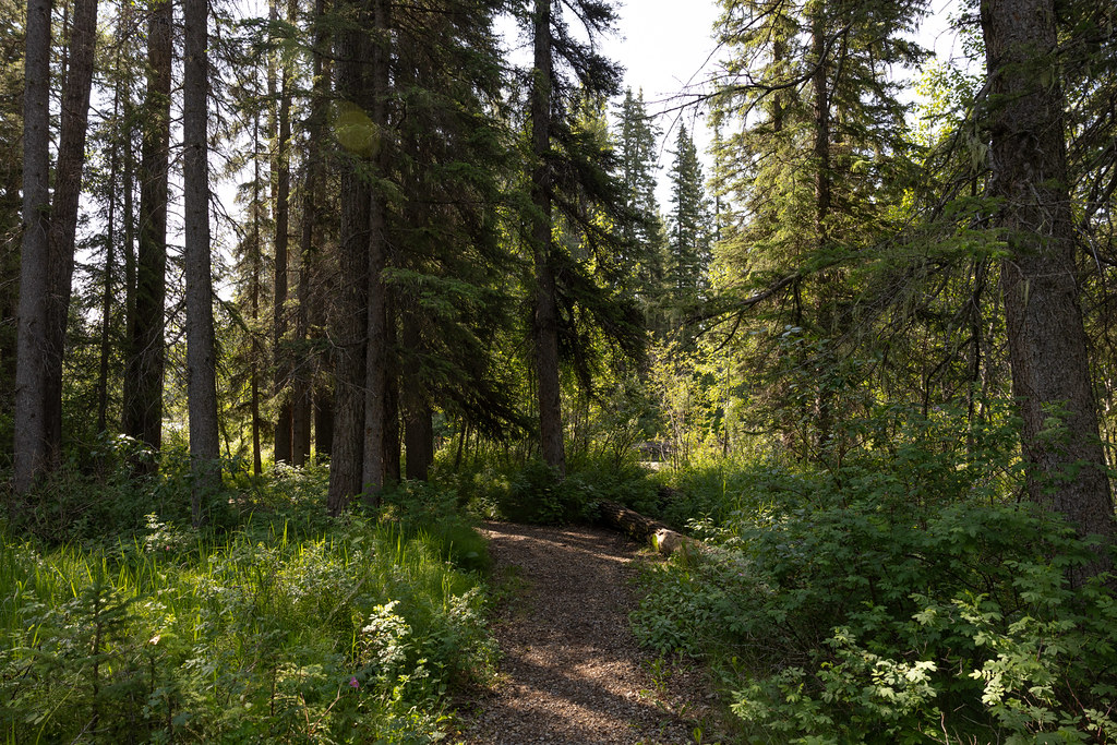Trail at Strachan Provincial Recreation Area