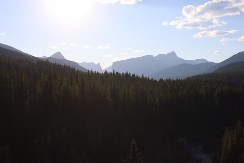 Forest with mountains in backcountry in Whitehorse Wildland Park