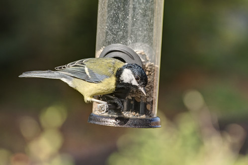 Great Tit, Crawley, August 2026