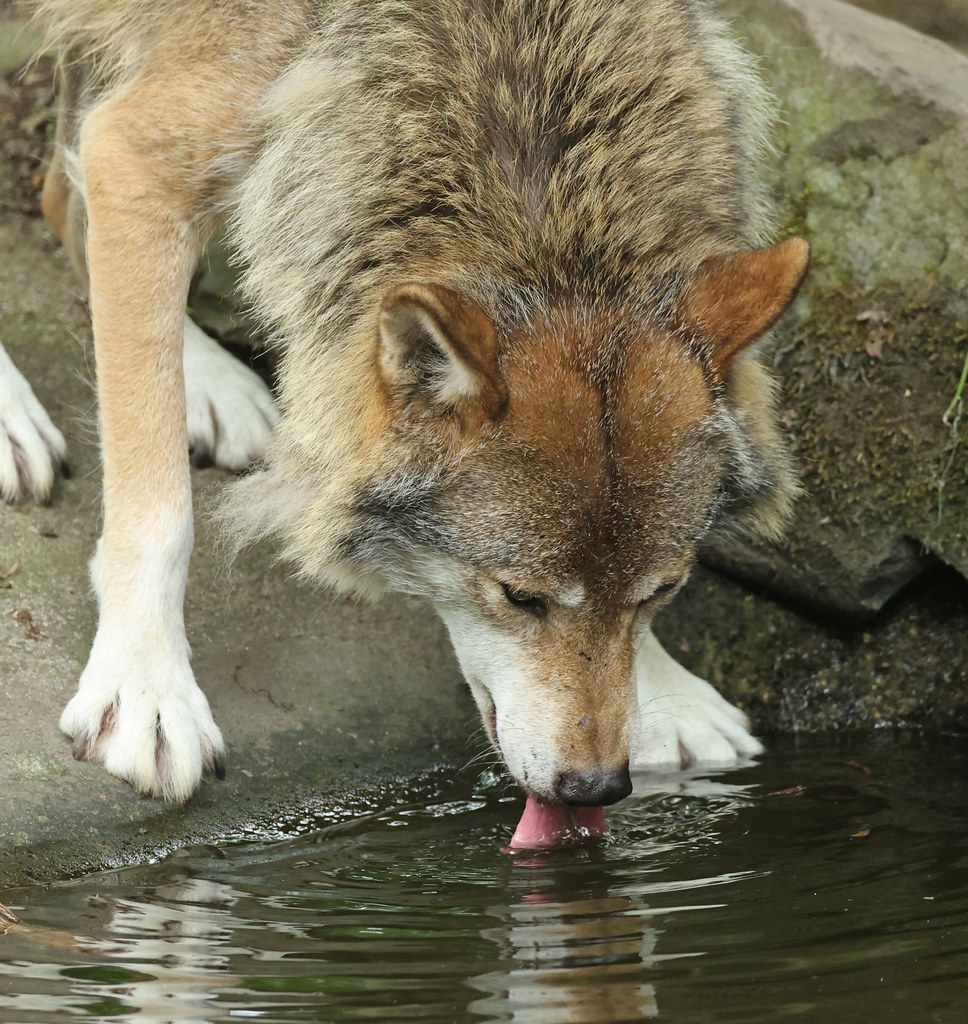 European wolf Ouwehand 0E2A2626