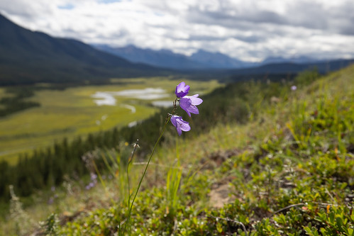 Willmore Wilderness Park