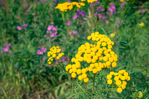Common Tansy at Redwater Provincial Recreation Area