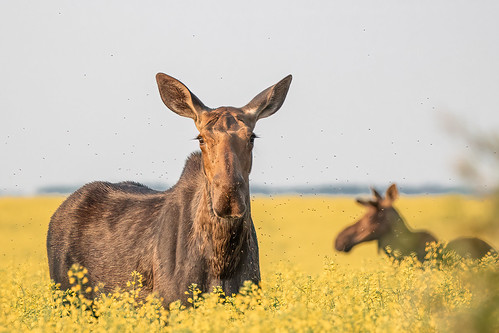 Moose at Coal Lake North Provincial Recreation Area