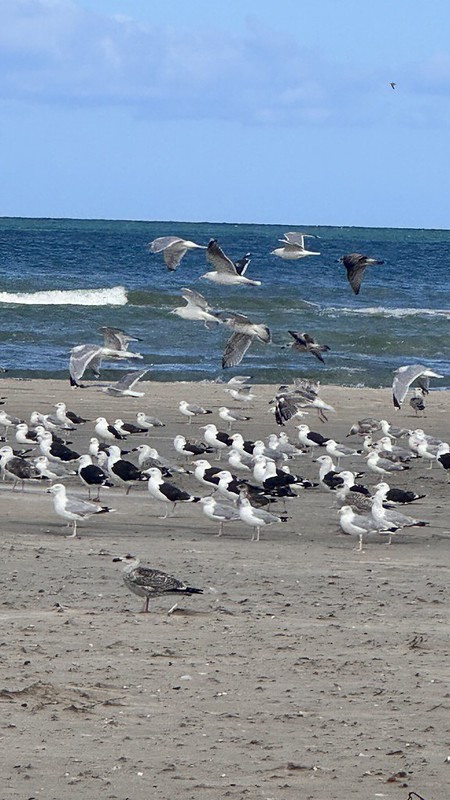 Wasservögel am Strand