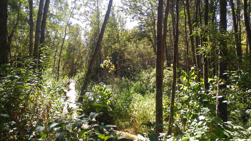 Sherwood Park Natural Area