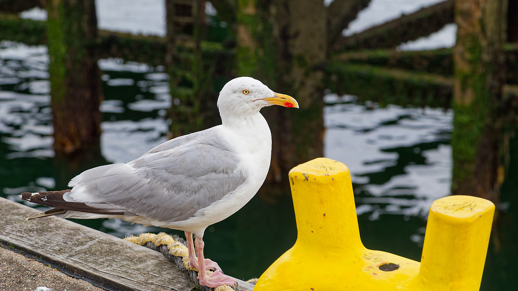 Herring Gull, Oban
