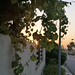 Sunset grape leaves