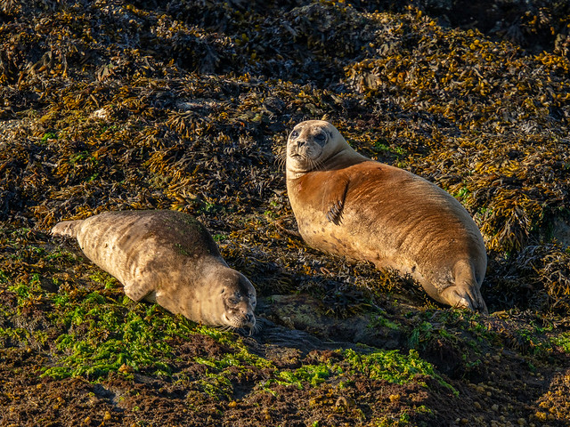 Harbor seal mother and baby