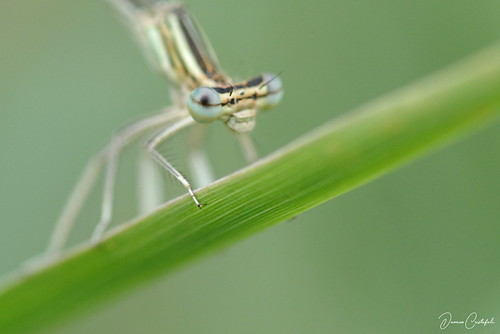 Yvré l'Evêque : Arche de la Nature