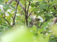Common_Yellowthroat_P7310084
