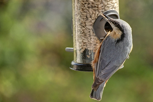 Nuthatch, Crawley, August 2026