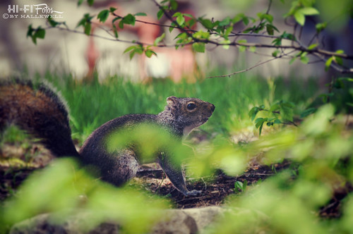 Acorn Addict