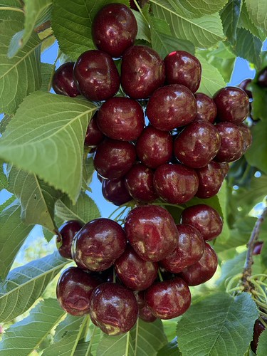 Cherries 🍒 | by markshephard800