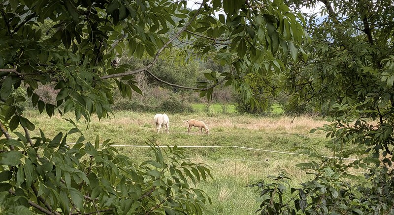 Unos caballicos en Biescas