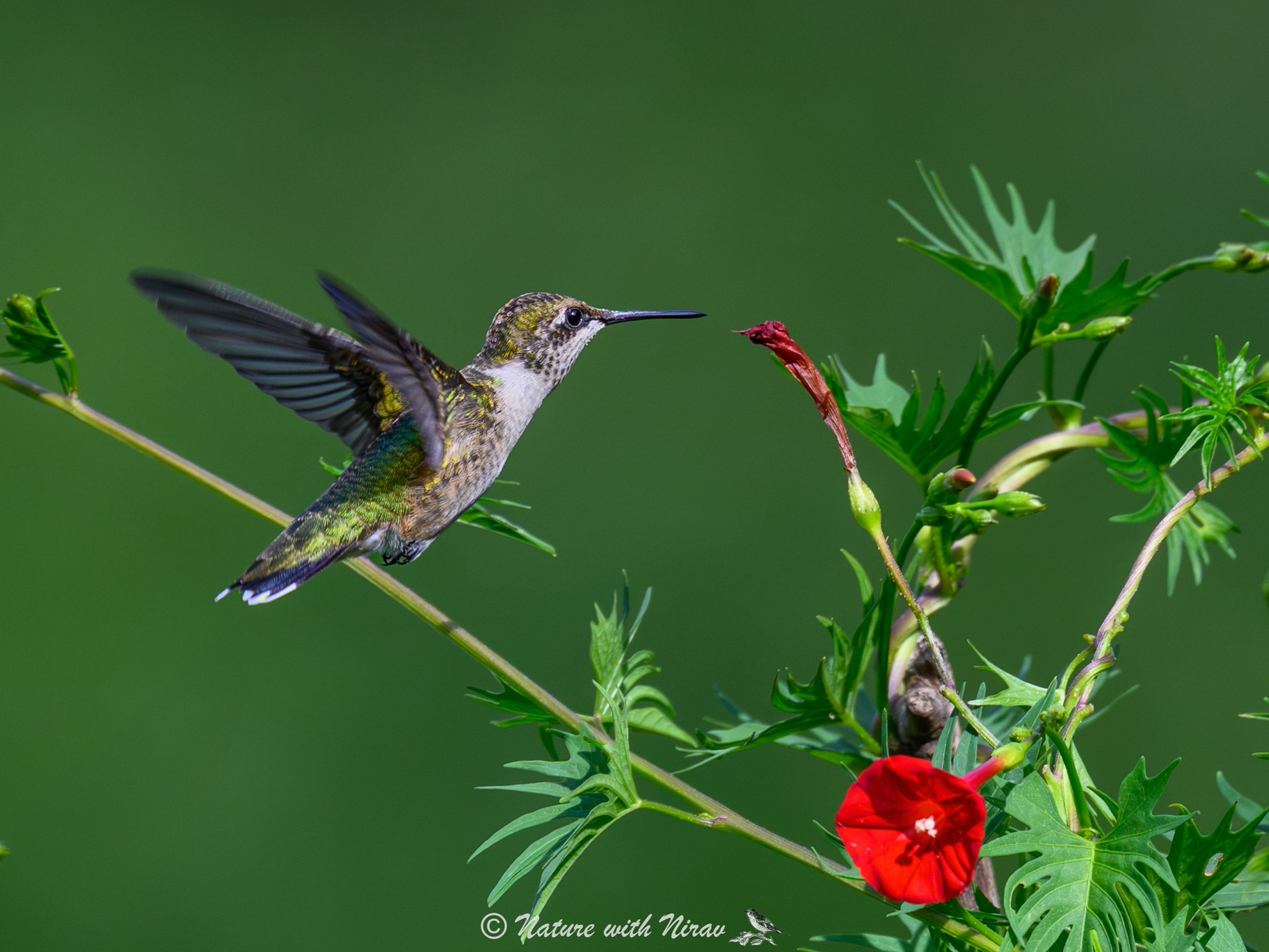 Ruby-throated Hummingbird