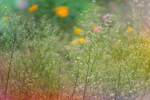 Wildflowers | by JMS2
