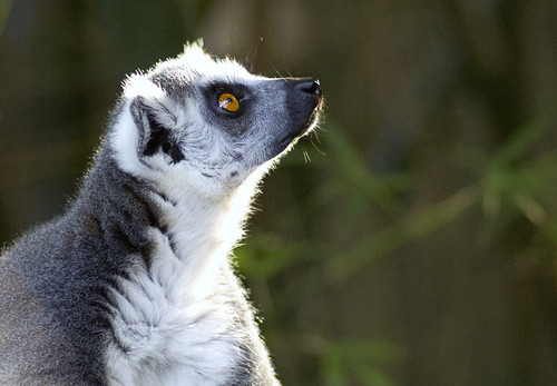 Lemur