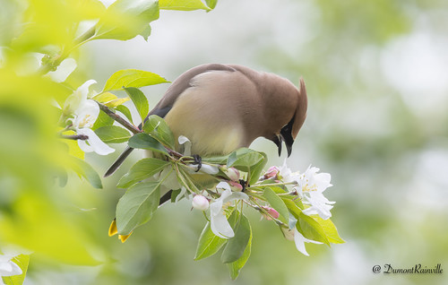 Jaseur d'Amérique / Cedar Waxwing / (Bombycilla cedrorum)