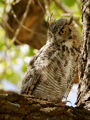 Daytime roost