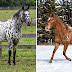 Majestic & Spotted: The Unique Beauty of the Appaloosa