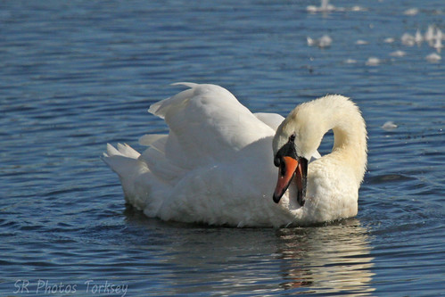Local Wildlife | by SR Photos Torksey