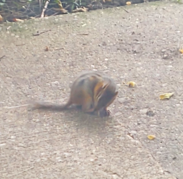Chipmunk on front step