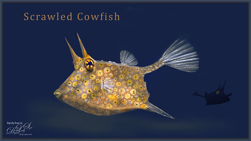 Drawn image of a Scrawled Cowfish