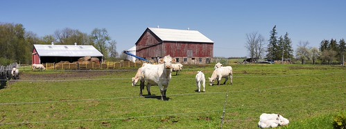 Farm panorama, Caledon, Ontario..