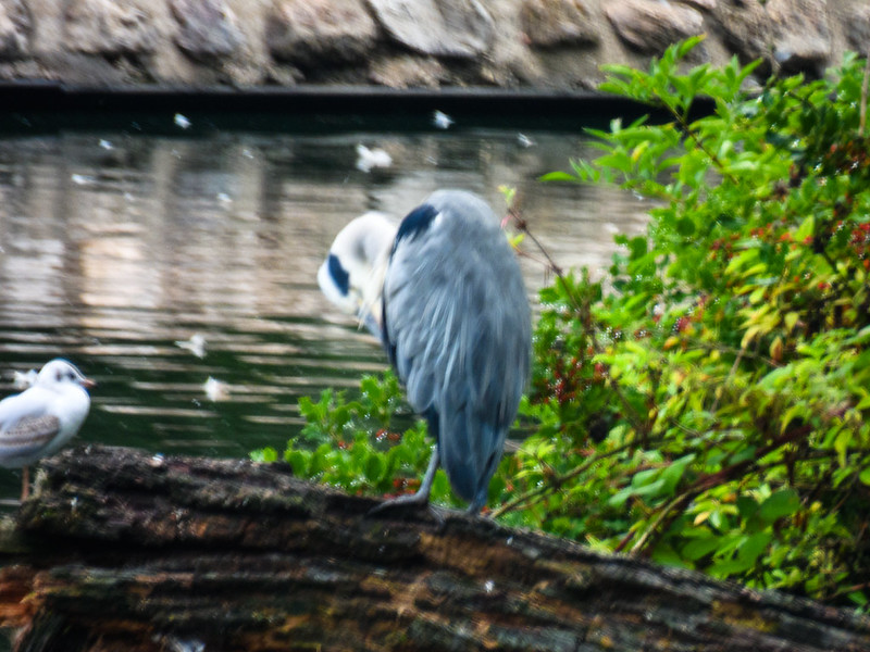 Two herons, West Park