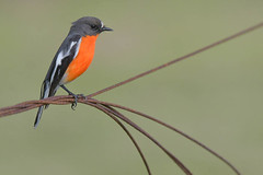 Flame Robin