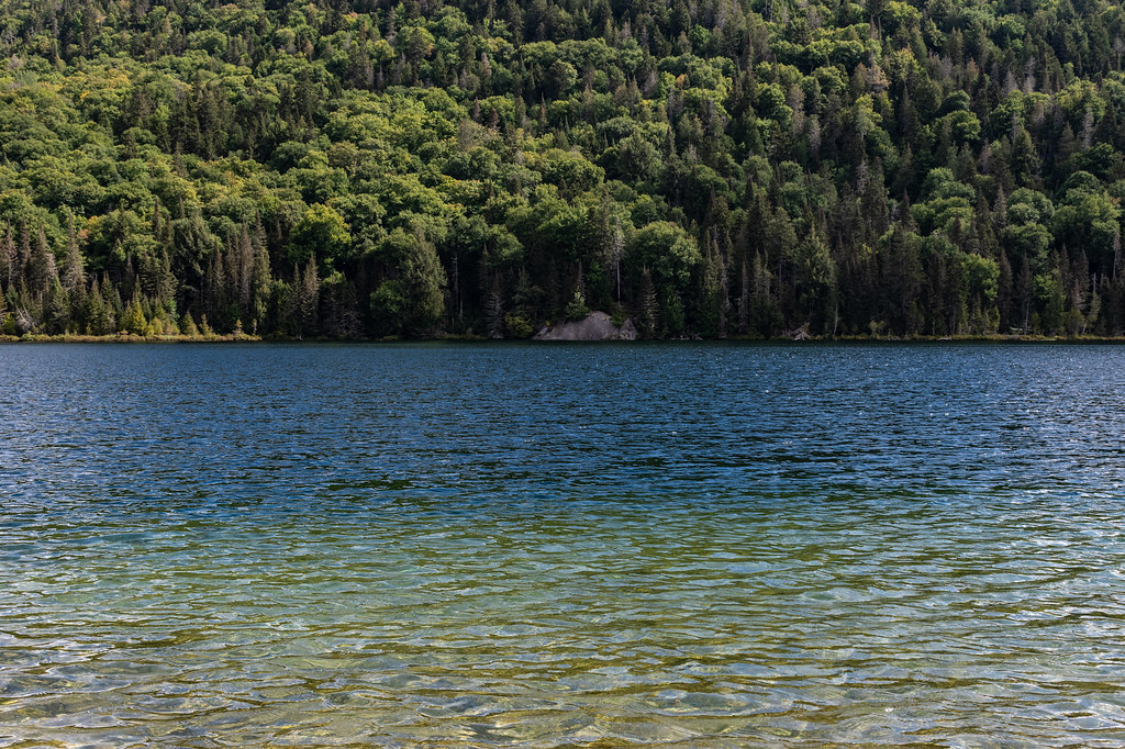 A steep hillside of full green hardwood crowns, with a few spruce, drops to clear lake water.