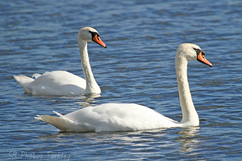 Local Wildlife | by SR Photos Torksey