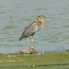 Purpurreiher (Ardea purpurea) (1)