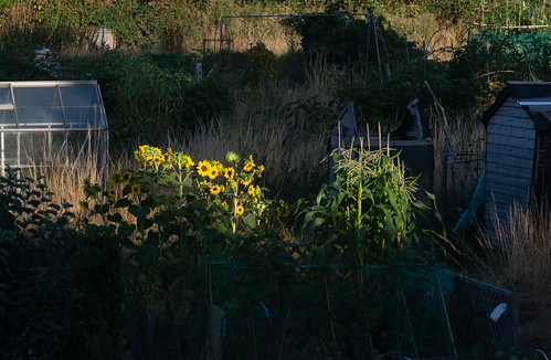 Allotment sunflowers