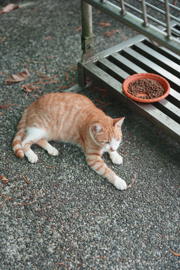 20260801_猴硐貓村_十分_016_A7500947