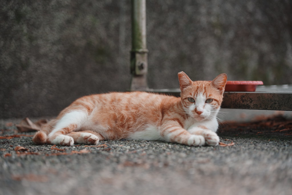 20260801_猴硐貓村_十分_017_A7500952