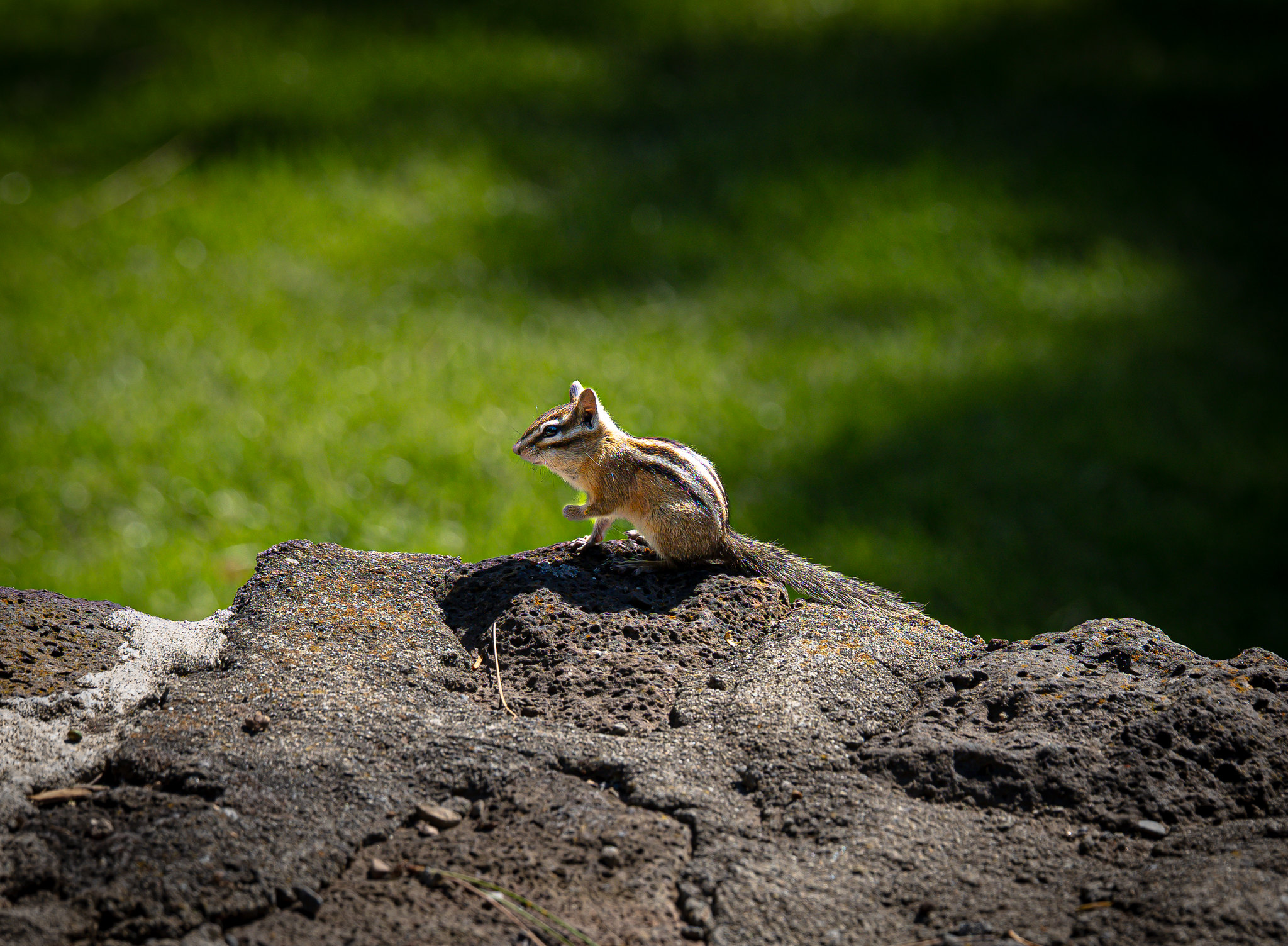 Chipmunk’s Edge