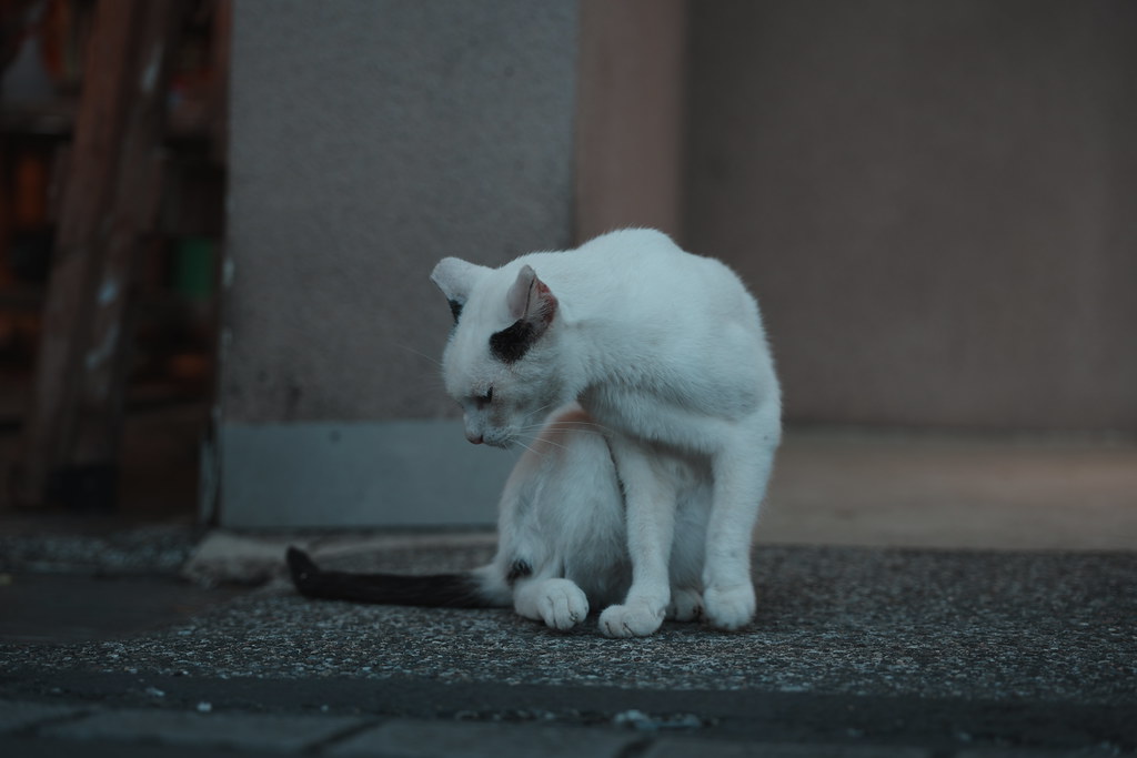 20260801_猴硐貓村_十分_093_A7501466