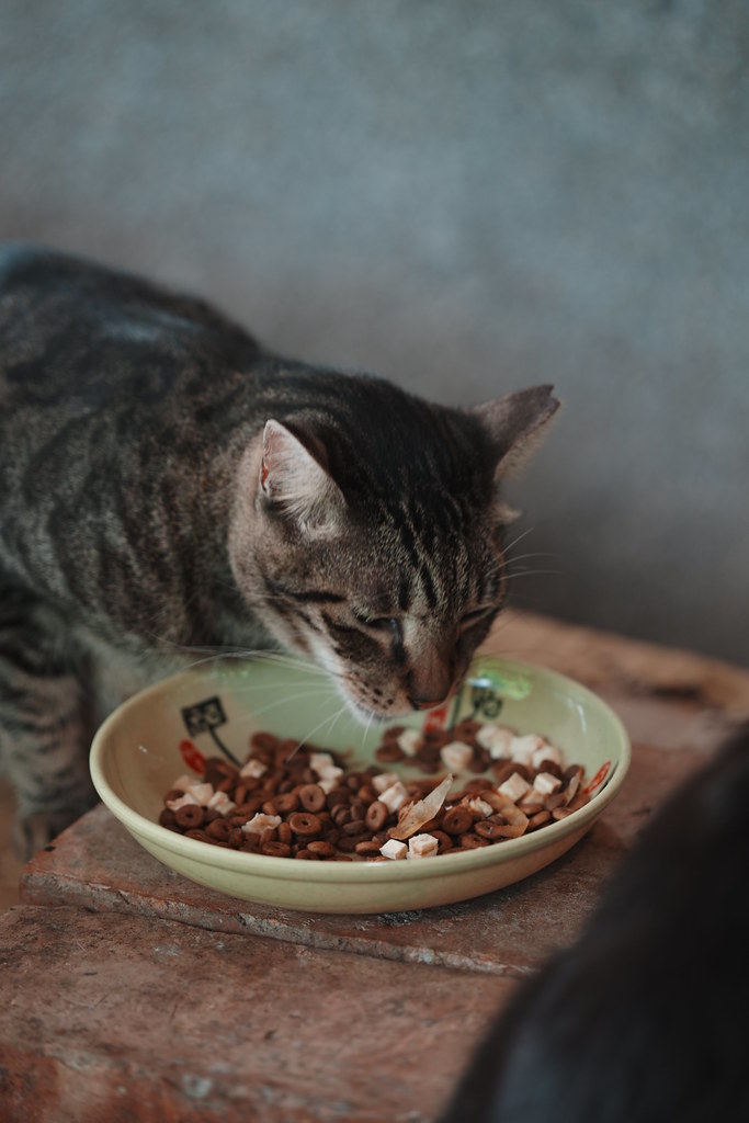 20260801_猴硐貓村_十分_013_A7500936