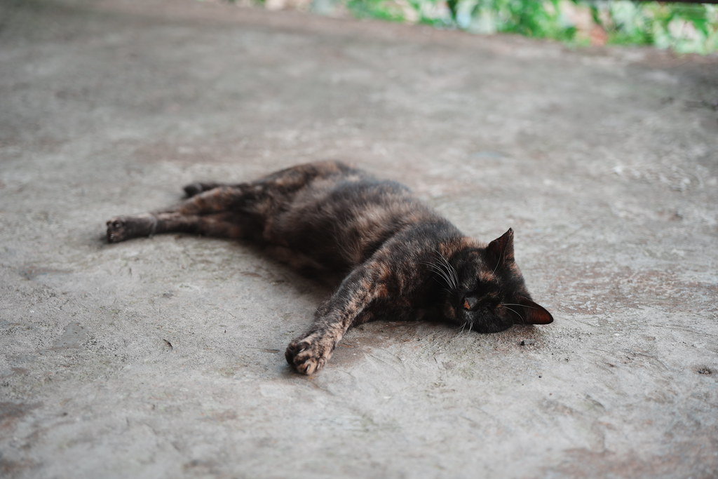20260801_猴硐貓村_十分_011_A7500932