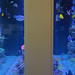 Witch Reef - Sept 3, 2026 - West Witch Reef - Sept 3, 2026 - West
