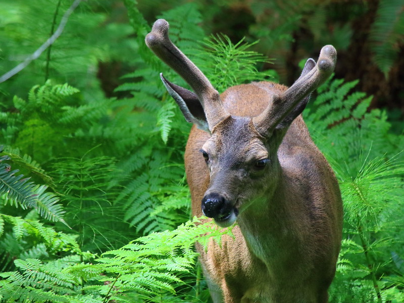 IMG_5176 Deer in Muir Woods National Monument