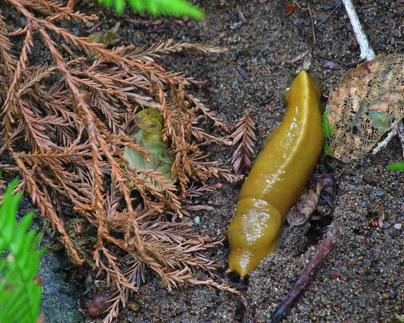 IMG_1524 Banana Slug, Muir Woods National Monument