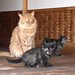 Mama Cat Koyuki And Her Double Trouble Mama Cat Koyuki And Her Double Trouble
